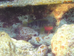 Blenny in mating colors by Paul Beckman 